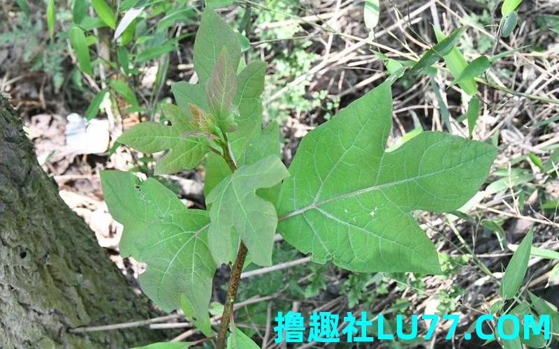 梦见铇木花