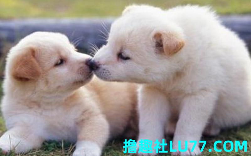 孕妇梦见两只狗 孕妇梦见两只狗
