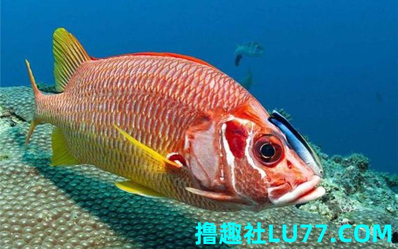 梦见抓鱼被咬