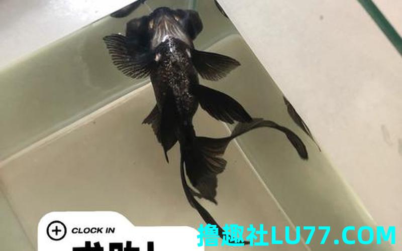 梦见黑金玉