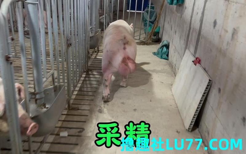 梦见公猪