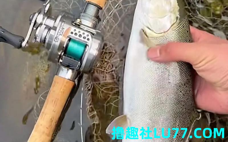 孕妇梦见捕大鱼 孕妇梦见捕大鱼