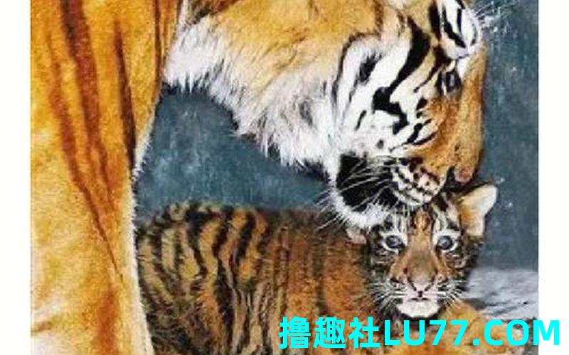 梦见虎跟随