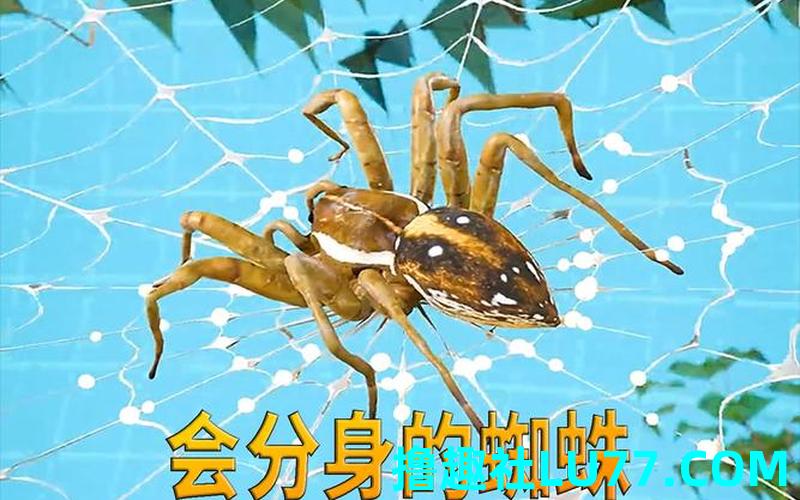 梦见踩死蜘蛛怎么破解