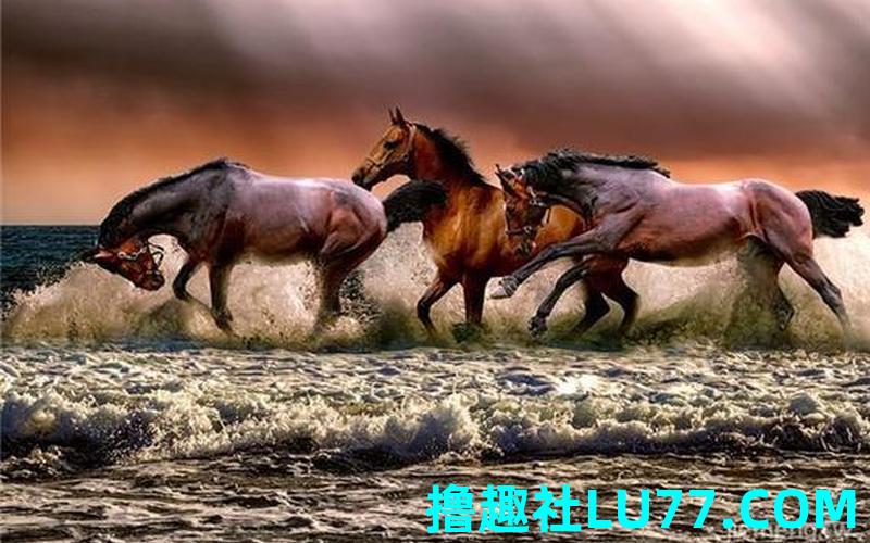 梦见训马师