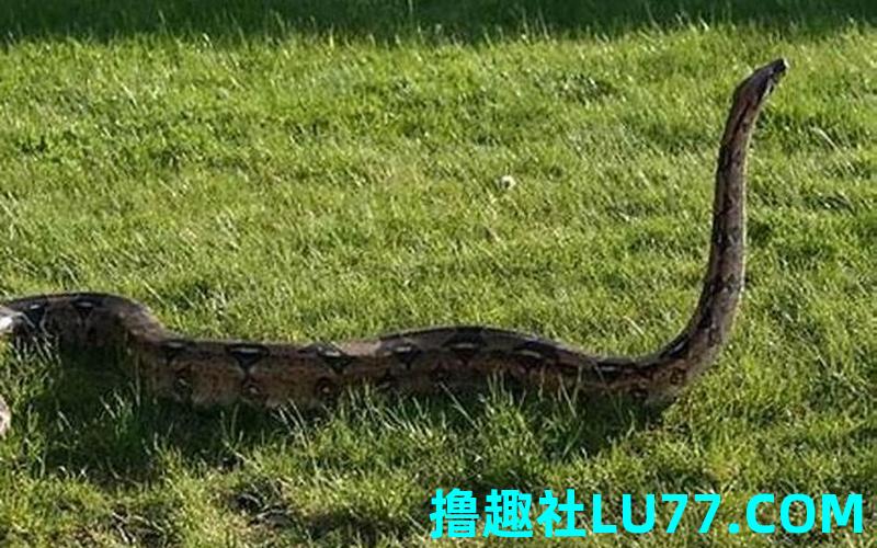 梦见被巨蟒追赶