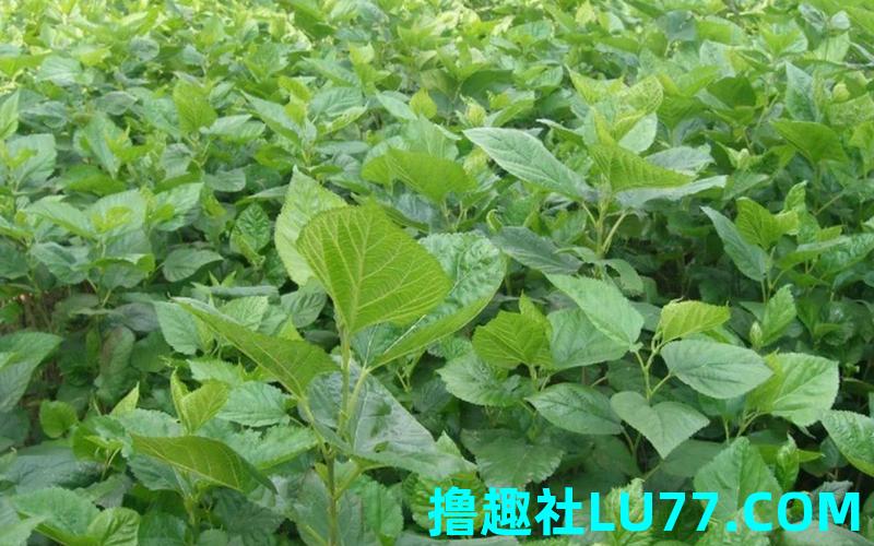 梦见桑叶