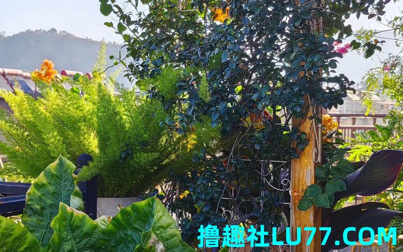 梦见院子通亮