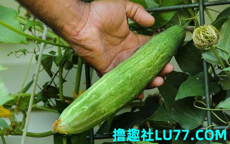梦见牛吃黄瓜 梦见牛吃黄瓜