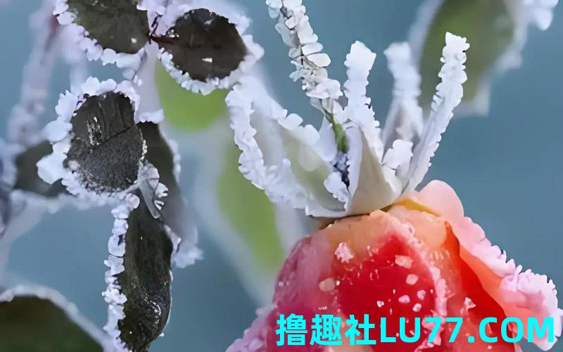 梦见晴天雪中梅花