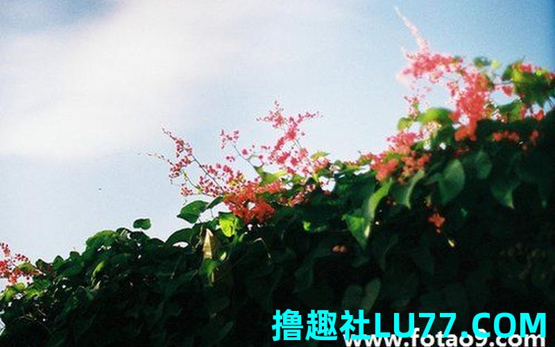 梦见线很厂 梦见线很厂