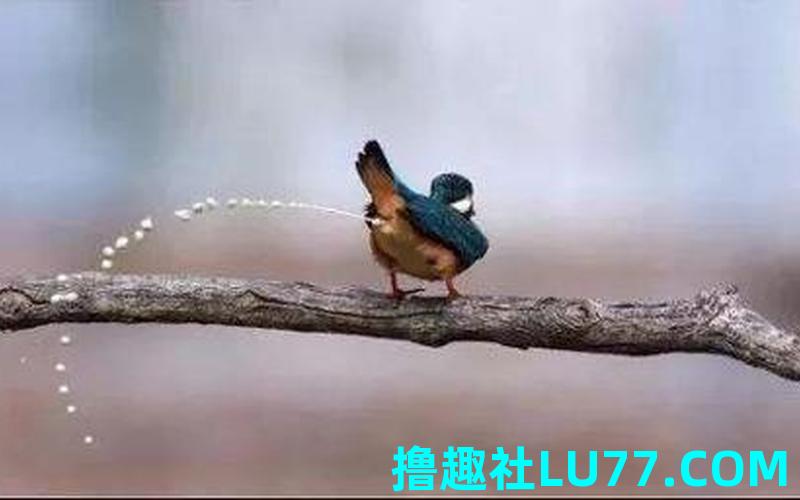 梦见鸟拉拉车 梦见鸟拉拉车