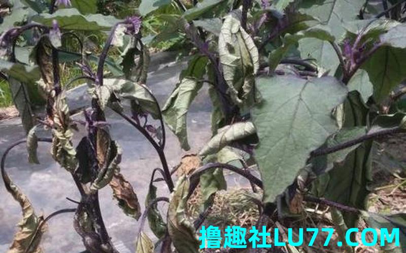 梦见枯茄子