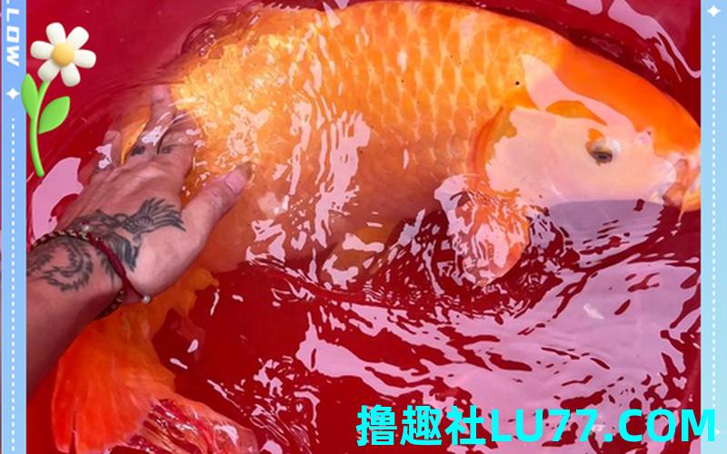 梦见锦 梦见锦