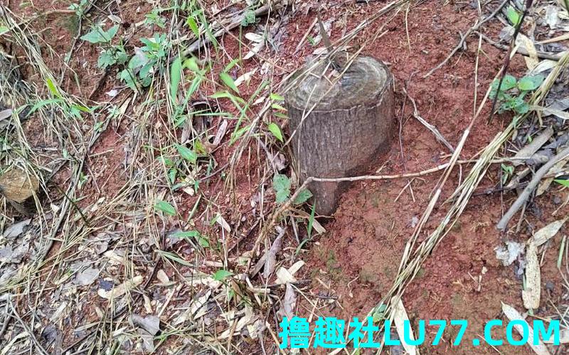 梦见樟树砍掉 梦见樟树砍掉