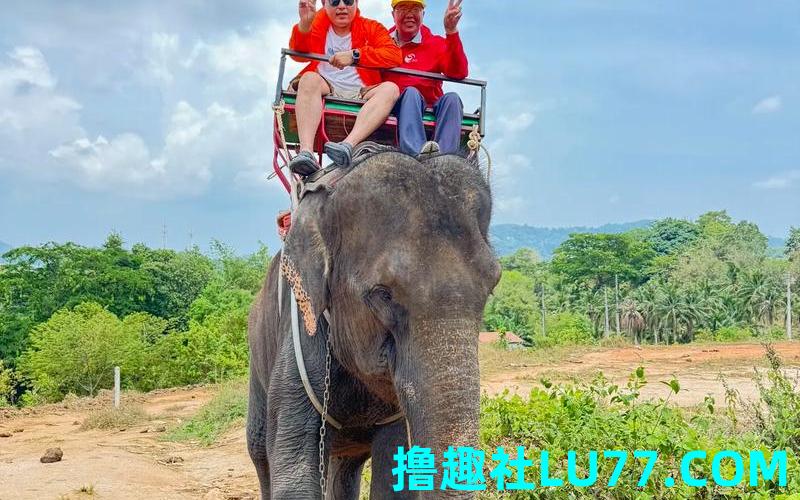 梦见骑在大象