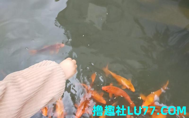 梦见为鱼 梦见为鱼