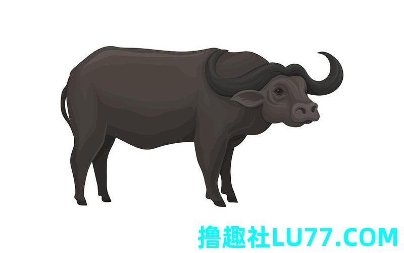 梦见黑水牛