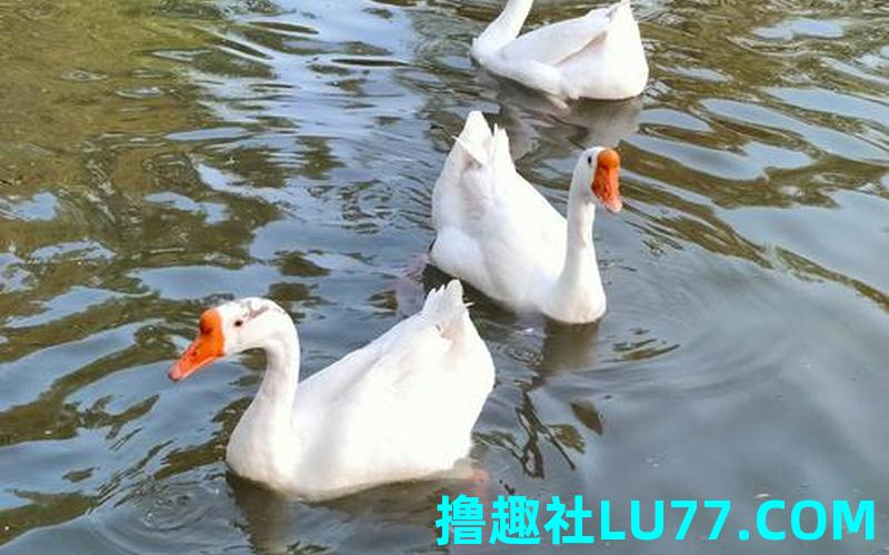 梦见被鹅扭了