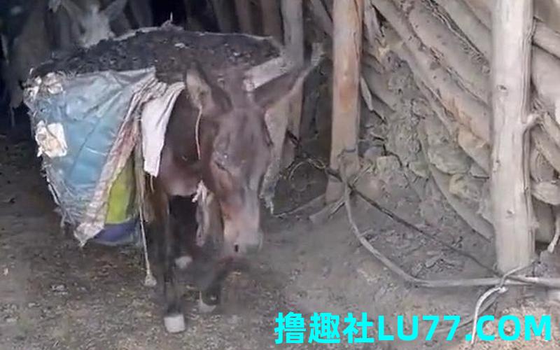 梦见驮煤炭是什么意思 梦见驮煤炭是什么意思
