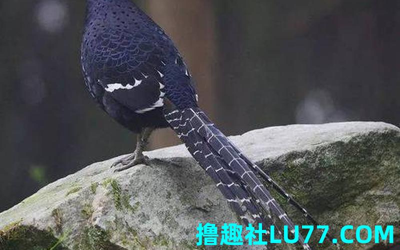 梦见野鸡