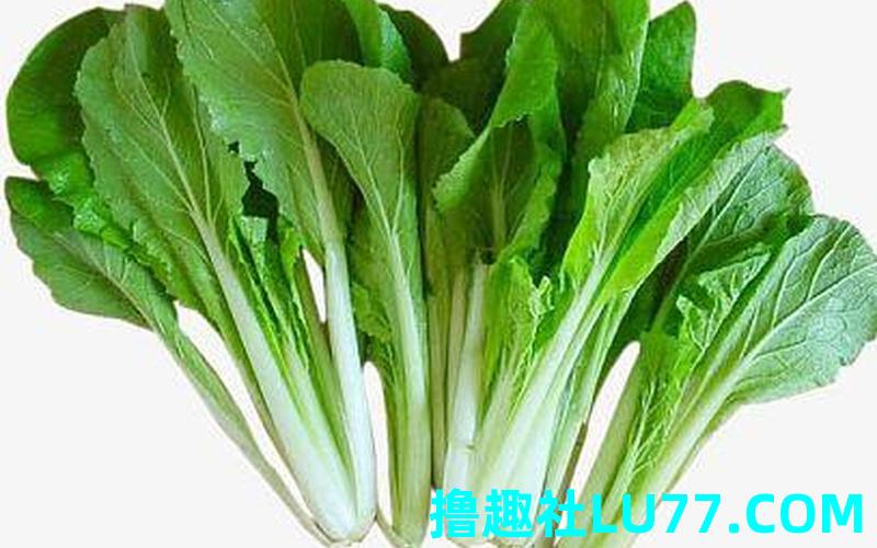 梦见无根白菜 梦见无根白菜
