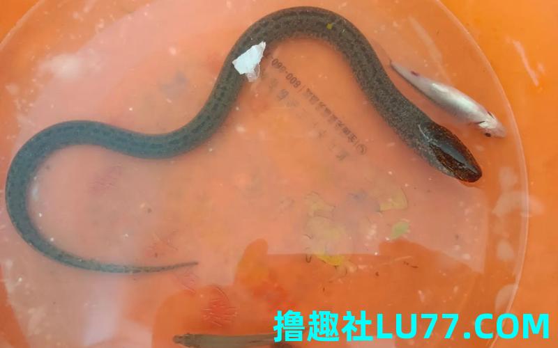 梦见黄鳝吃蛇 梦见黄鳝吃蛇