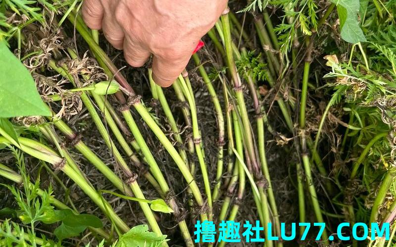 梦见种川芎