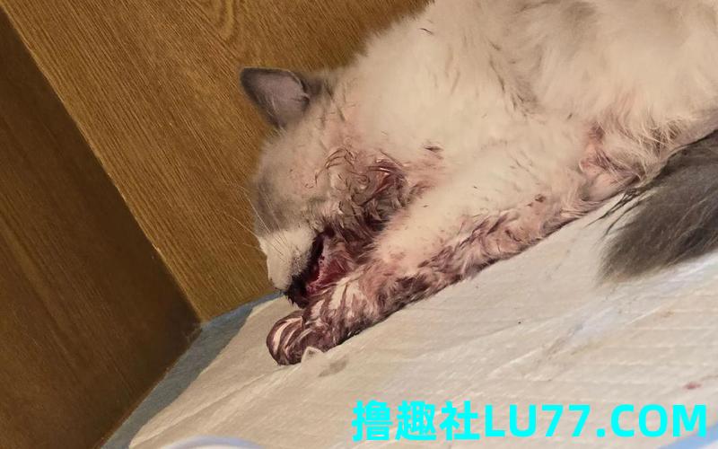 梦见猫咪生病