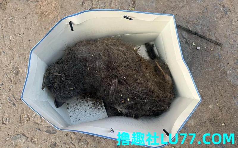 梦见死猫佛滔 梦见死猫佛滔