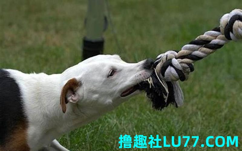 梦见被狗咬不放