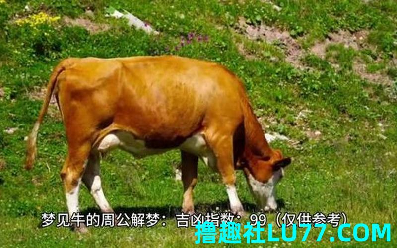 梦见弯人牛