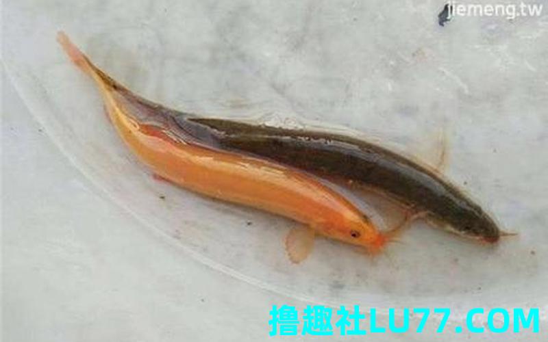 梦见活的泥鳅 梦见活的泥鳅