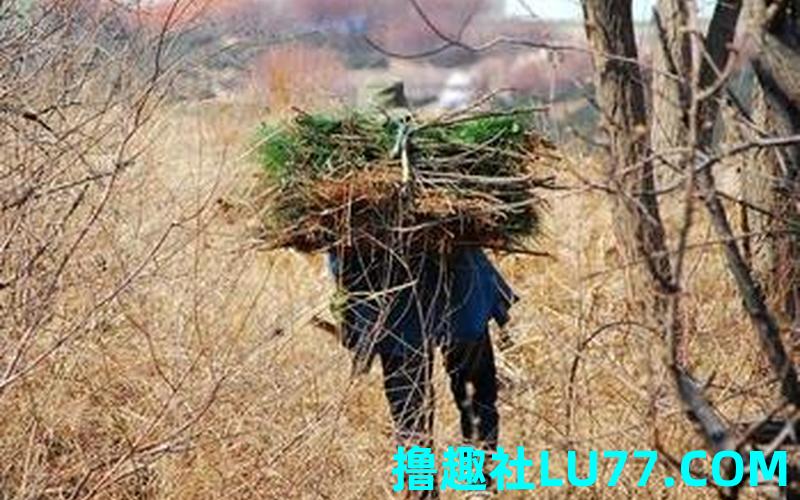 梦见打柴了