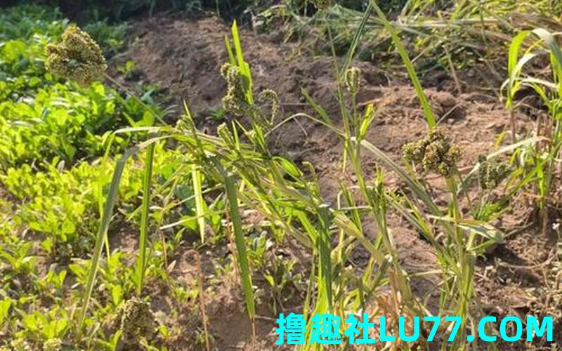 梦见薅小谷子