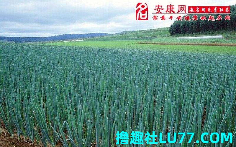 梦见葱