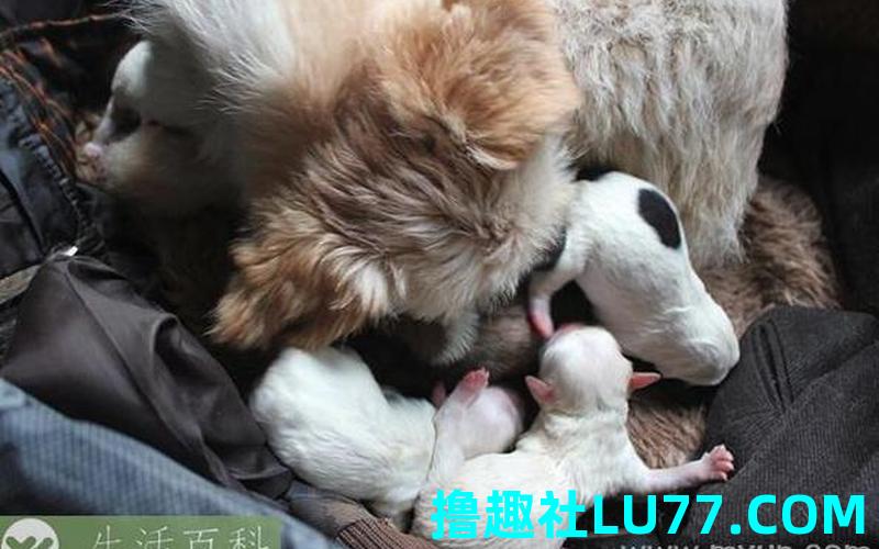 孩子梦见很多狗狗