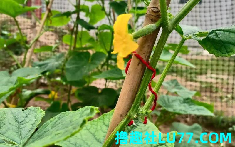 梦见长小黄瓜