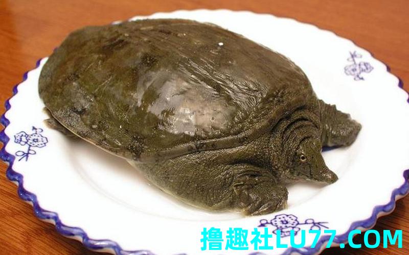梦见钓老鳖 梦见钓老鳖