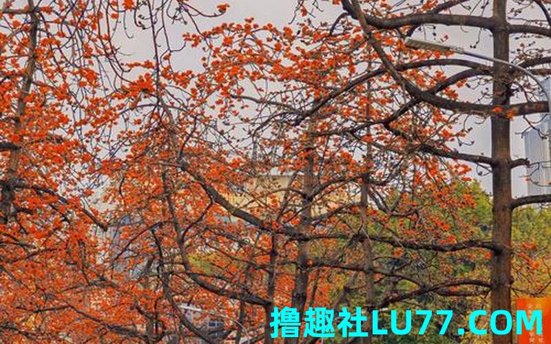 梦见木棉花开
