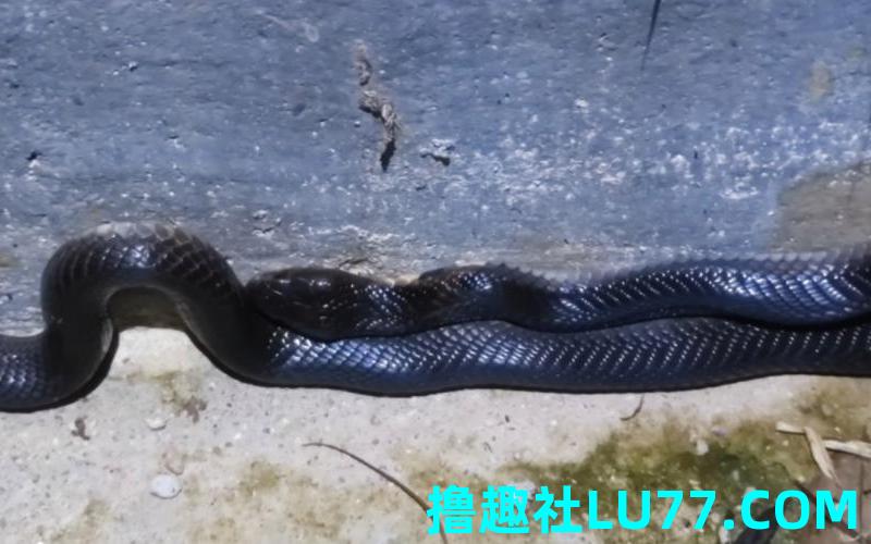 梦见黑纹的蛇