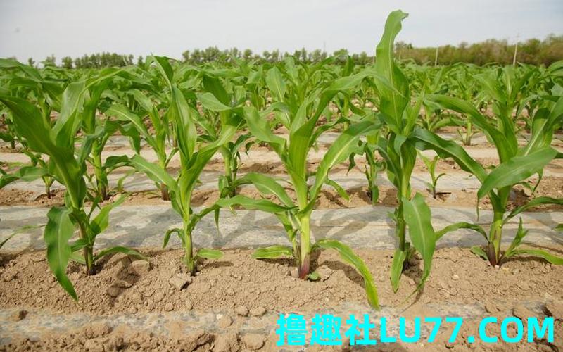 梦见玉米苗地长得好绿