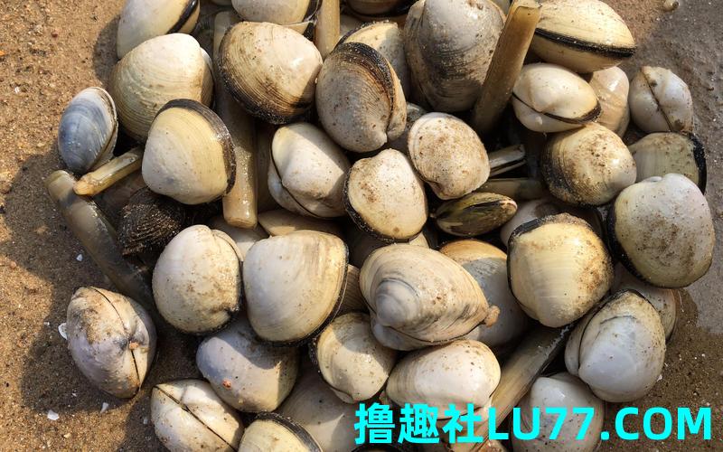 梦见百蛤蜊 梦见百蛤蜊