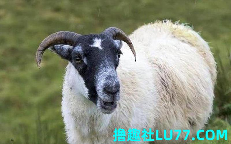 梦见高山羊