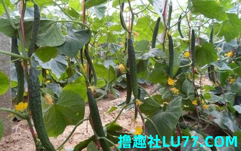 做梦见黄瓜