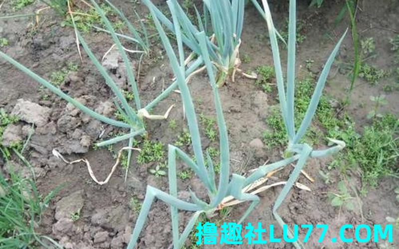 女人梦见偷葱