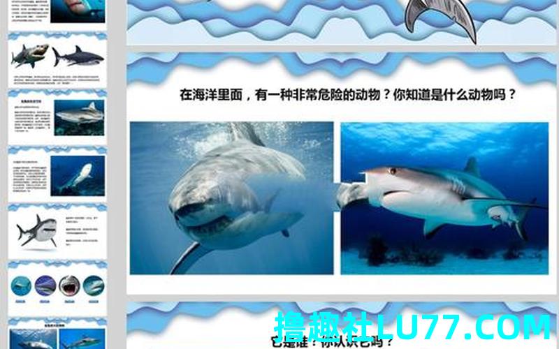 梦见鲨鱼