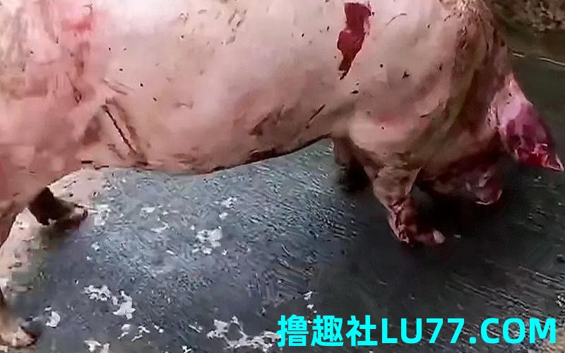 梦见被猪攻击自己 梦见被猪攻击自己