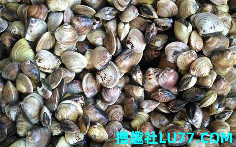 梦见蛤蛎 梦见蛤蛎