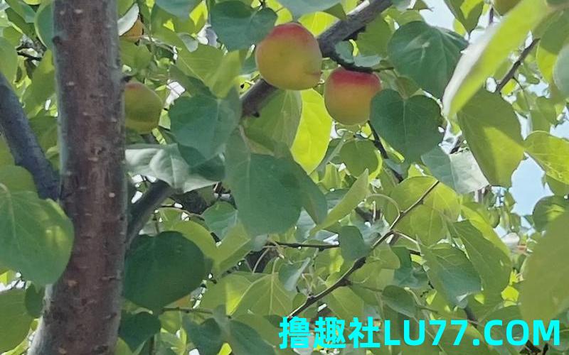 梦见杏树我在摘杏子吃 梦见杏树我在摘杏子吃